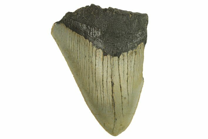 Bargain, Fossil Megalodon Tooth - Serrated Blade #295409